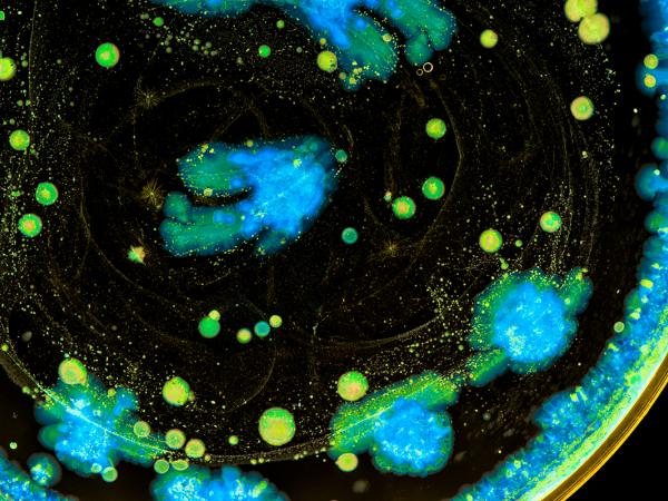 Mintz Advises Spero Therapeutics on Collaboration