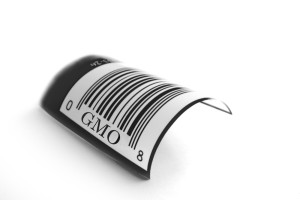 GMO