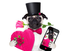 pug valentine